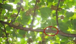 猕猴桃修剪技术视频,视频教程深度解析